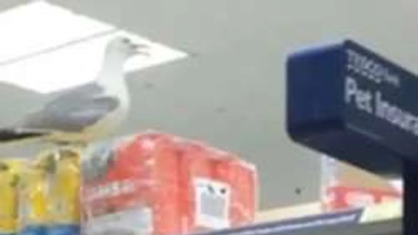 Egy sirály miatt kellett evakuálni a Tescót