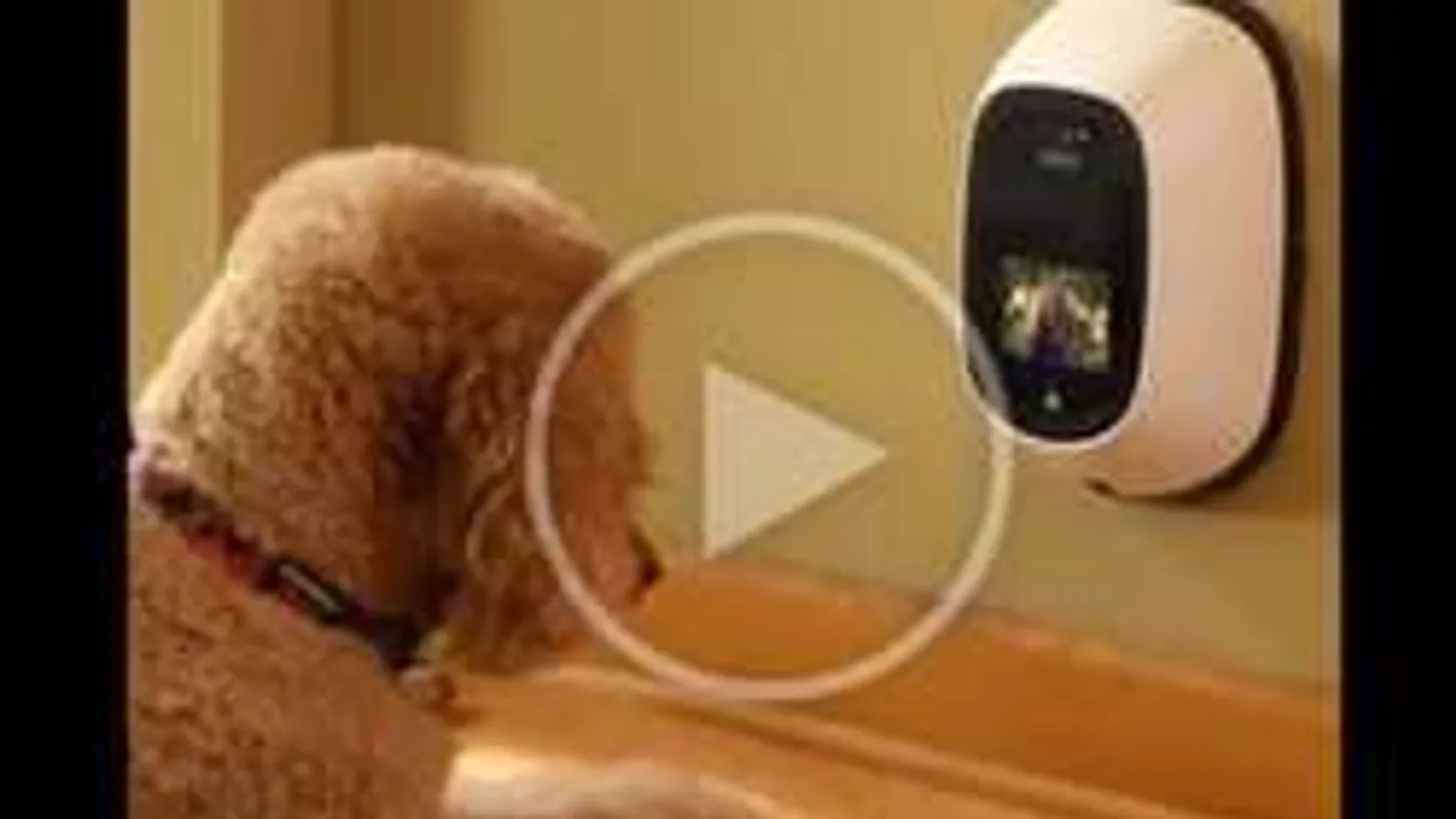 Kutyatelefon otthon maradt kedvenceknek!