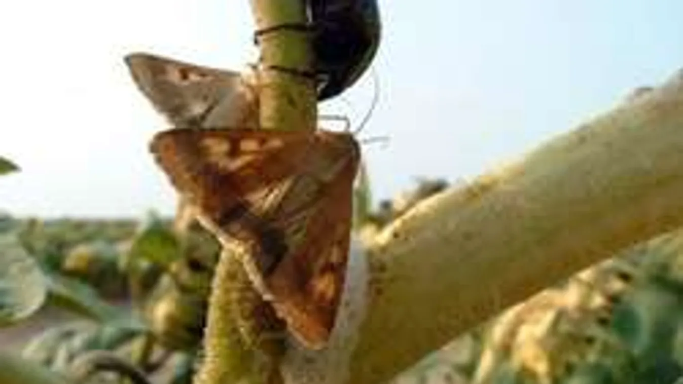 Ezek a lények törtek rá a kukoricaföldekre, hatalmasak a károk!