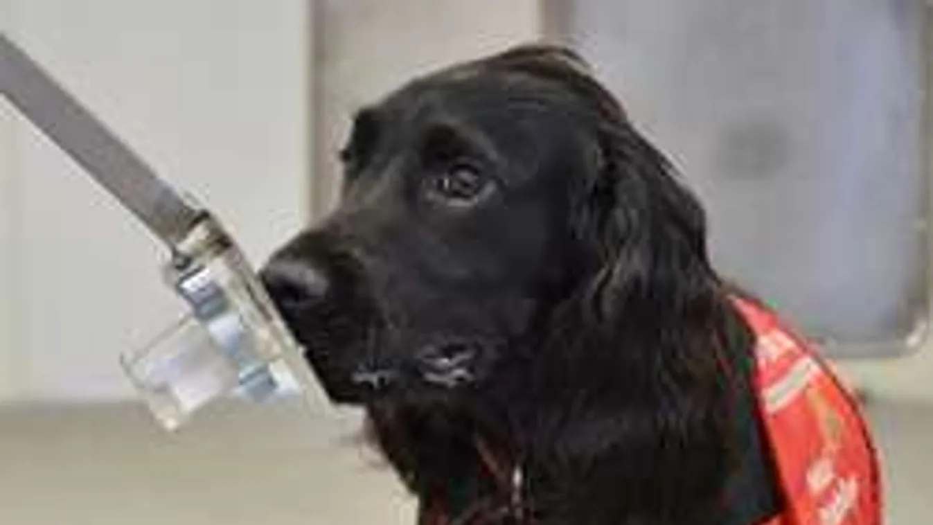 Hinnéd, hogy képesek rá? Kiszagolják a kutyák a rákot!