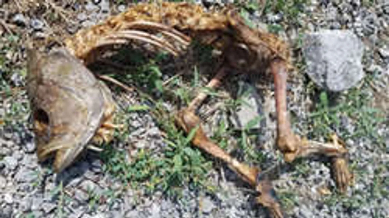 Hátborzongató maradványok: Kimúlt a rettegett halfejű mutáns!