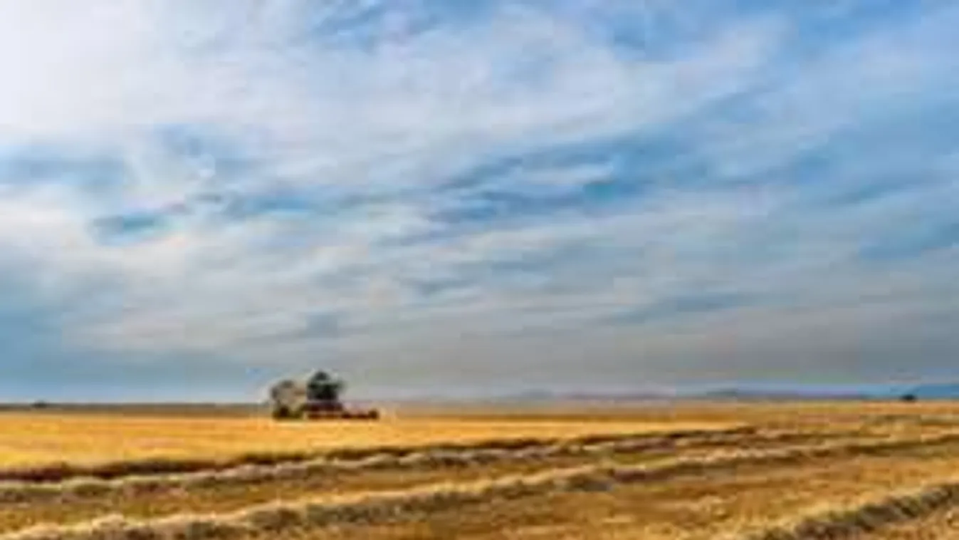 Kövekkel teli zsákhoz kötözték, és medencéjébe fojtották a gazdát