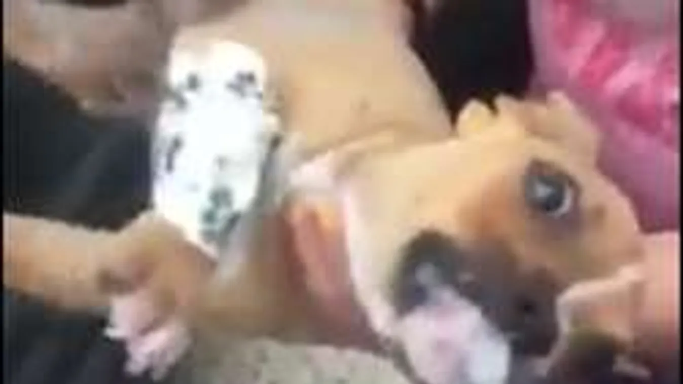 Kegyetlen állatkínzás: bedrogozta kiskutyáját, mert azt hitte, az vicces