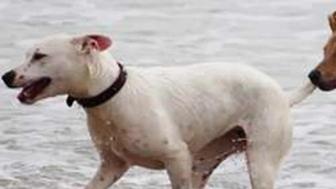 Elevenen falt fel 100 kóbor kutya egy nőt