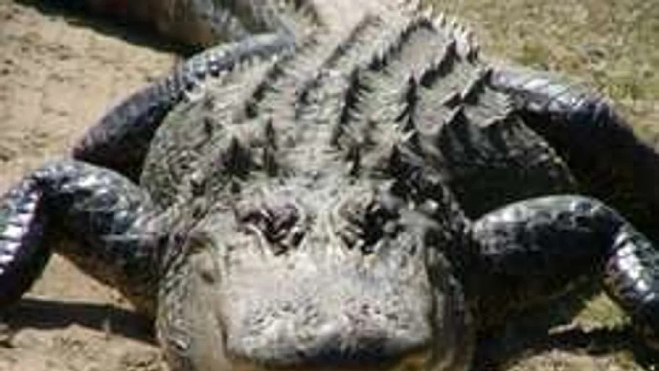 Nem hiszed el: Aligátor állta el a férfi útját Hatvan közepén!