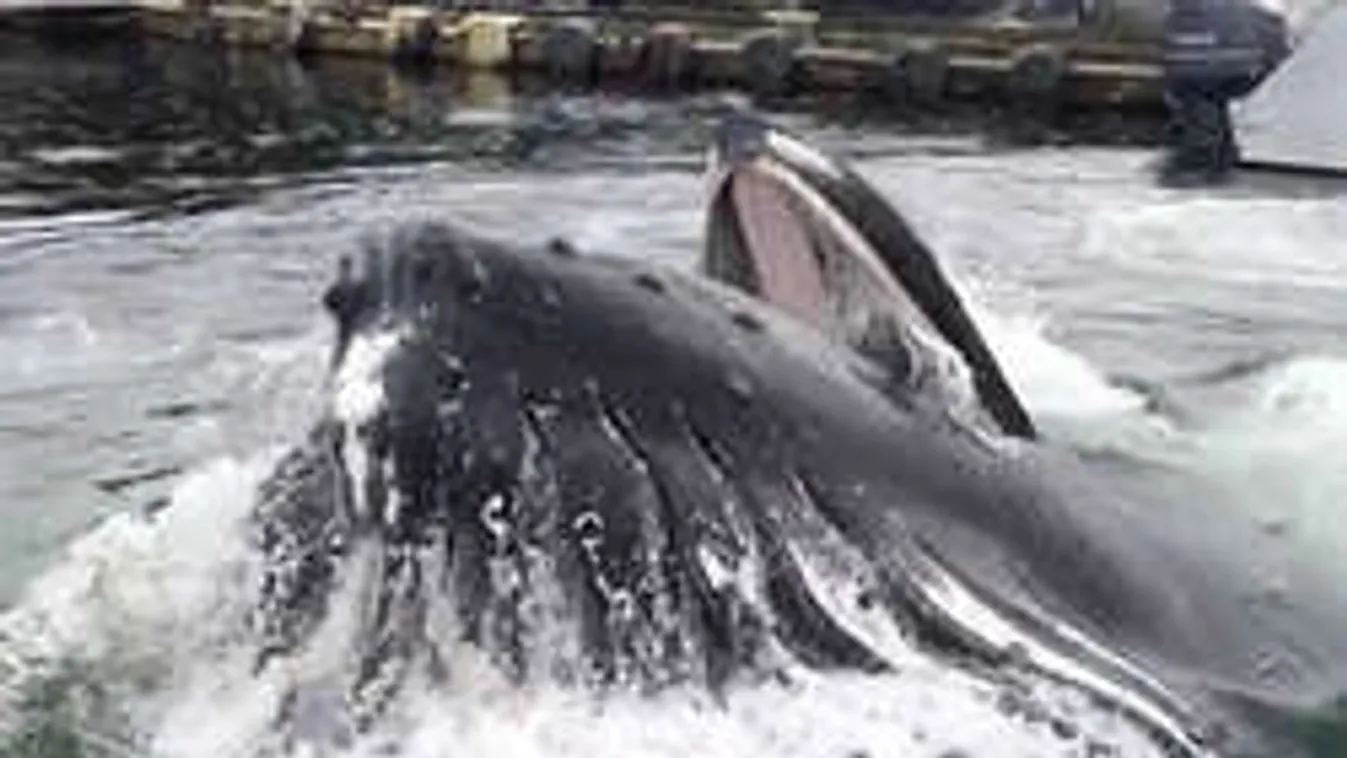 Bálnahányásban találtak milliókat érő kincset