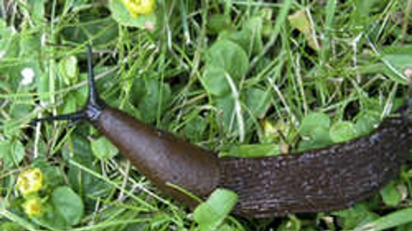 Ezek a gusztustalan lények letarolják a magyar kerteket