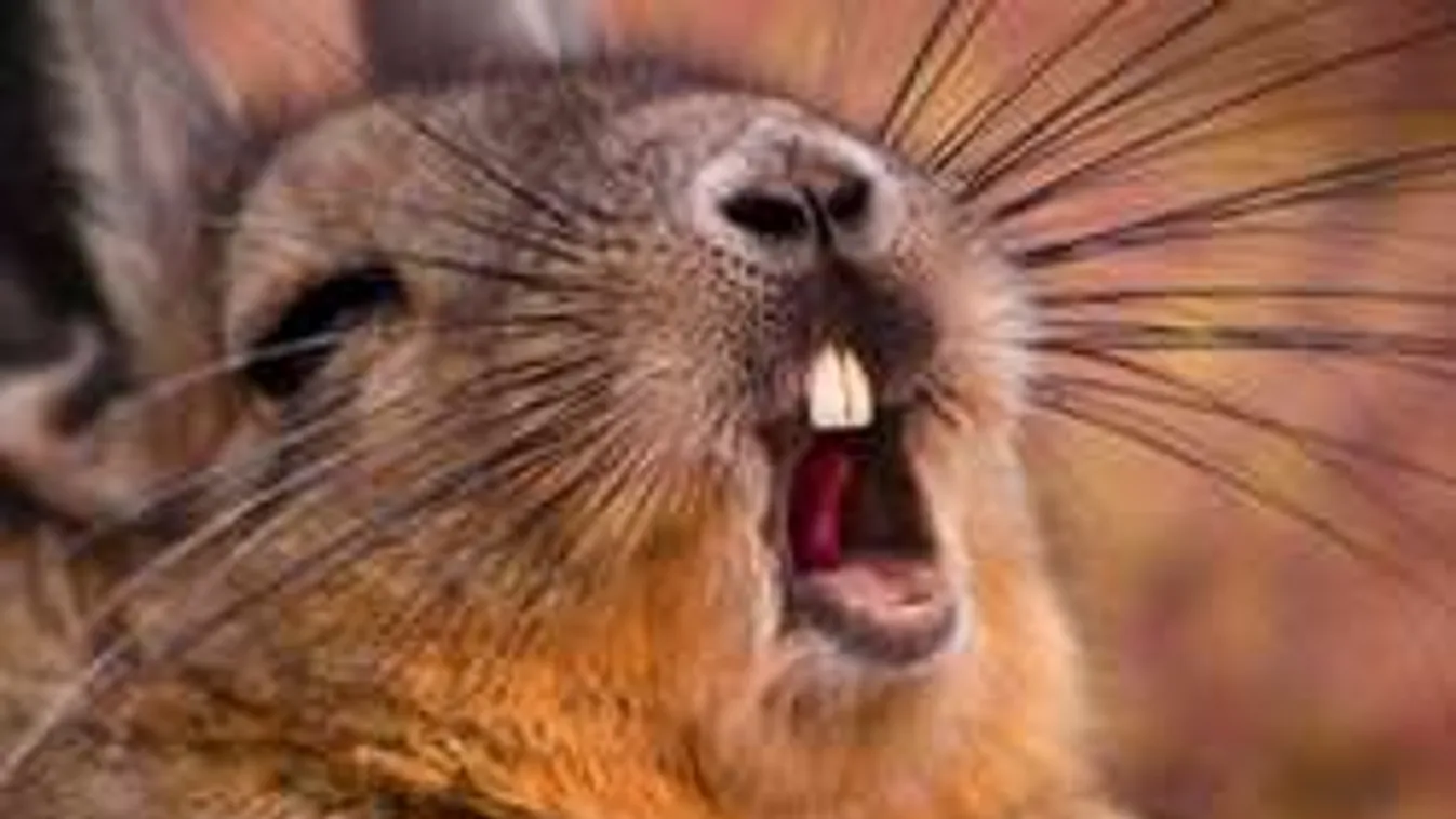 Nyuszit vár ez a terhes nő? Az ultrahang szerint igen!