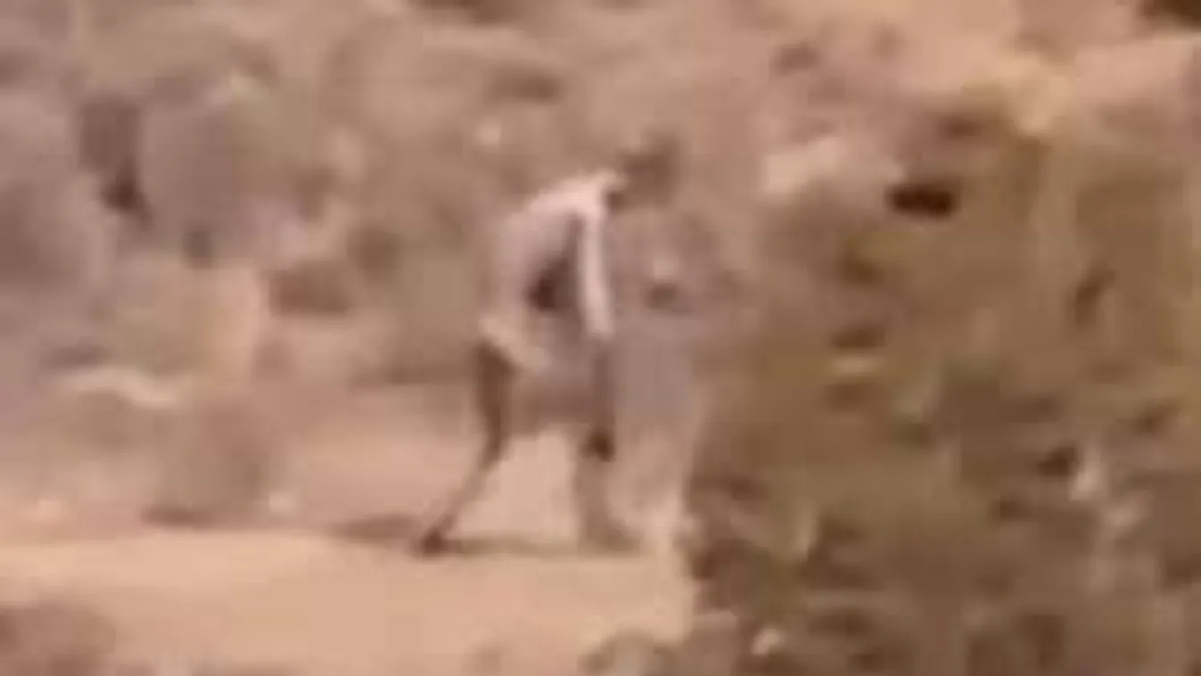 Visszatért: szokatlan helyen tűnt fel a kihaltnak hitt vérszomjas lény!