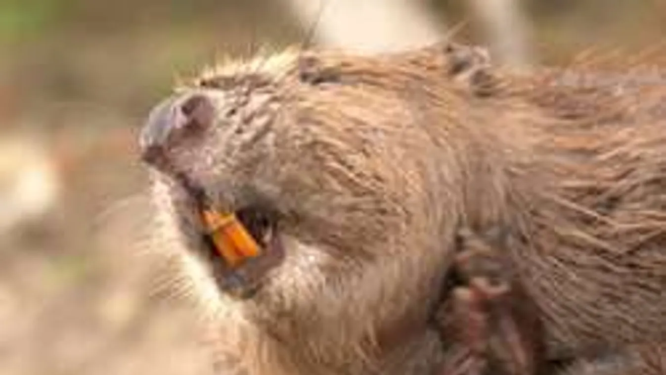 Hódok cincálják szét a Tisza-tavi védművet!