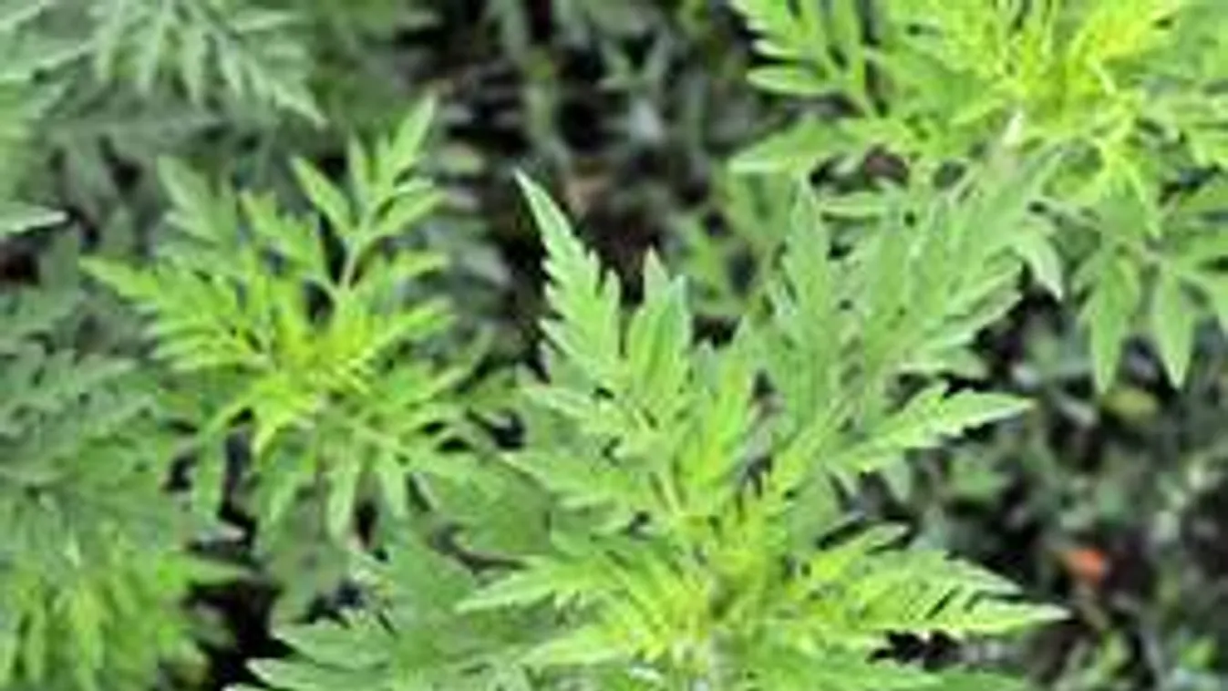 Allergiás vagy? Íme öt hely, ahová menekülhetsz