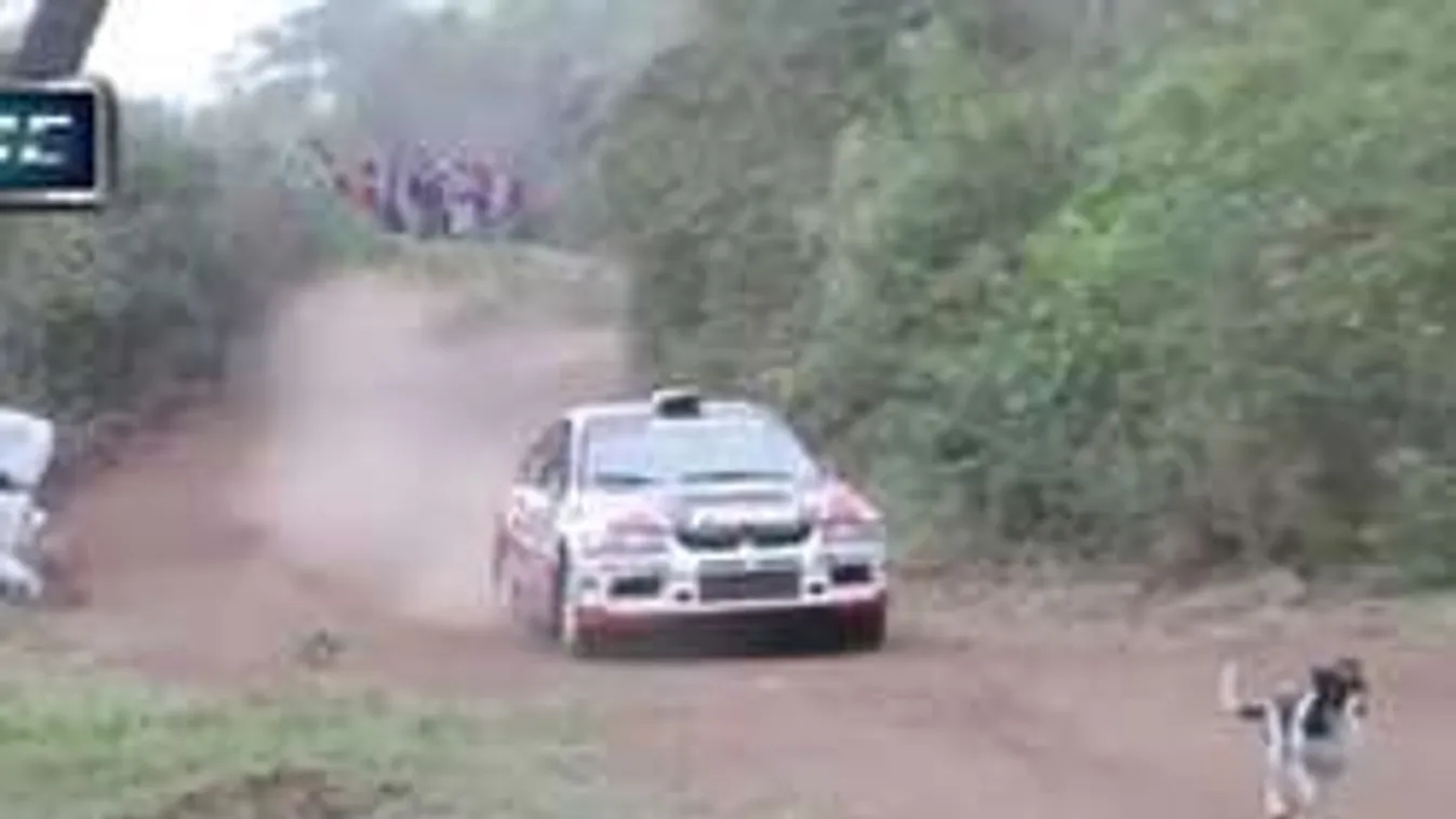 Megrázó videó, csoda, ami ezzel a kutyával történt