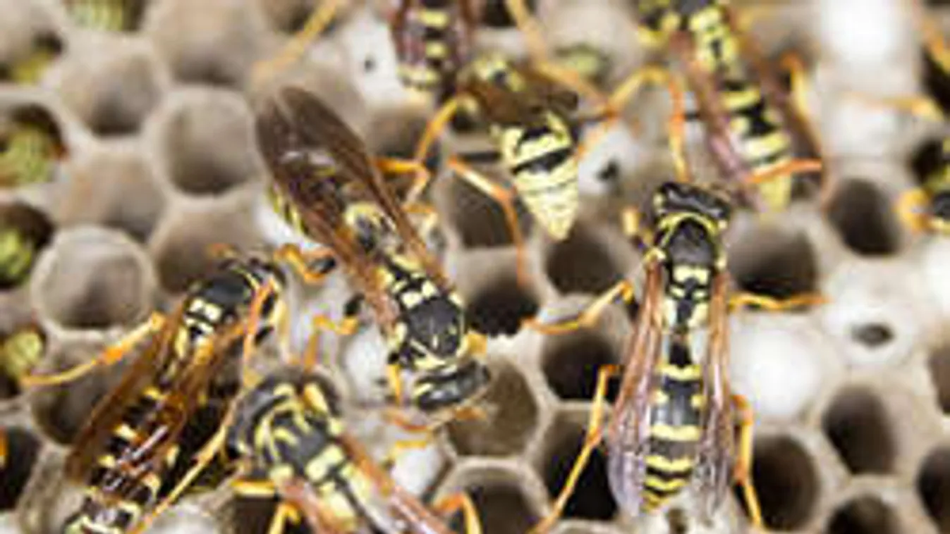 A méhészek sem mertek a közelébe menni a gigászi darázsfészeknek!