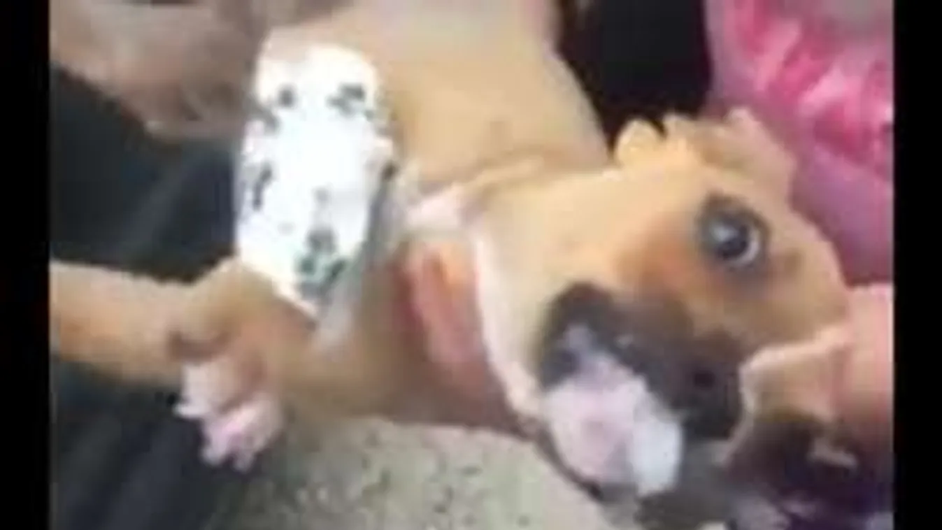 Vérlázító módon reagált az állatkínzás vádjára a várpalotai tini