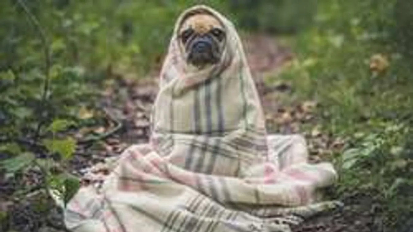 Ha így viselkedik a kutyád, azonnal vidd orvoshoz!