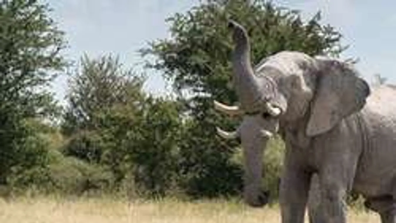 Meglepő: Mutáns elefántot fotózott a turista, vagy valami egész mást?
