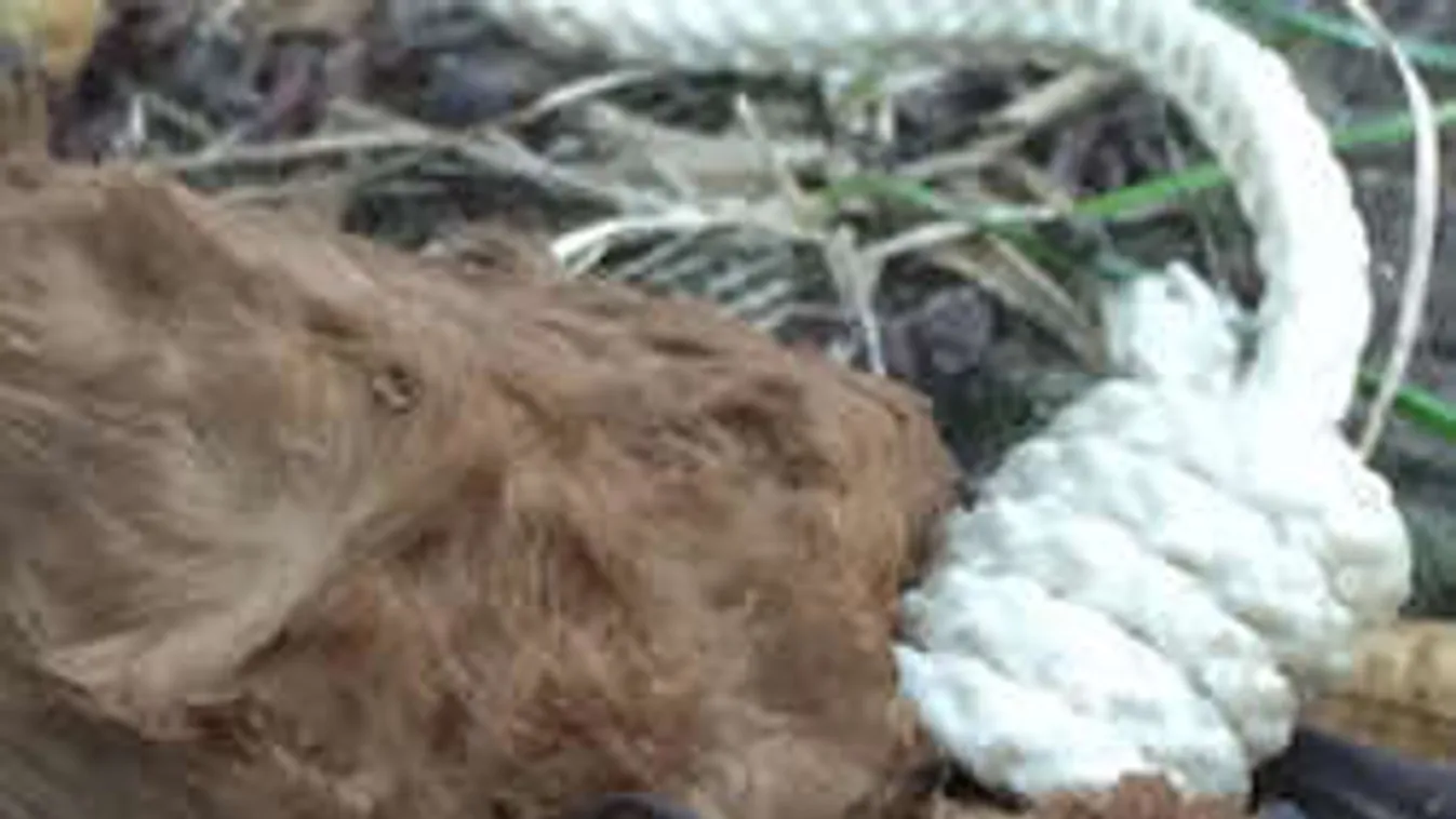 Kegyetlen módon megkínoztak egy védett állatot Békásmegyeren!