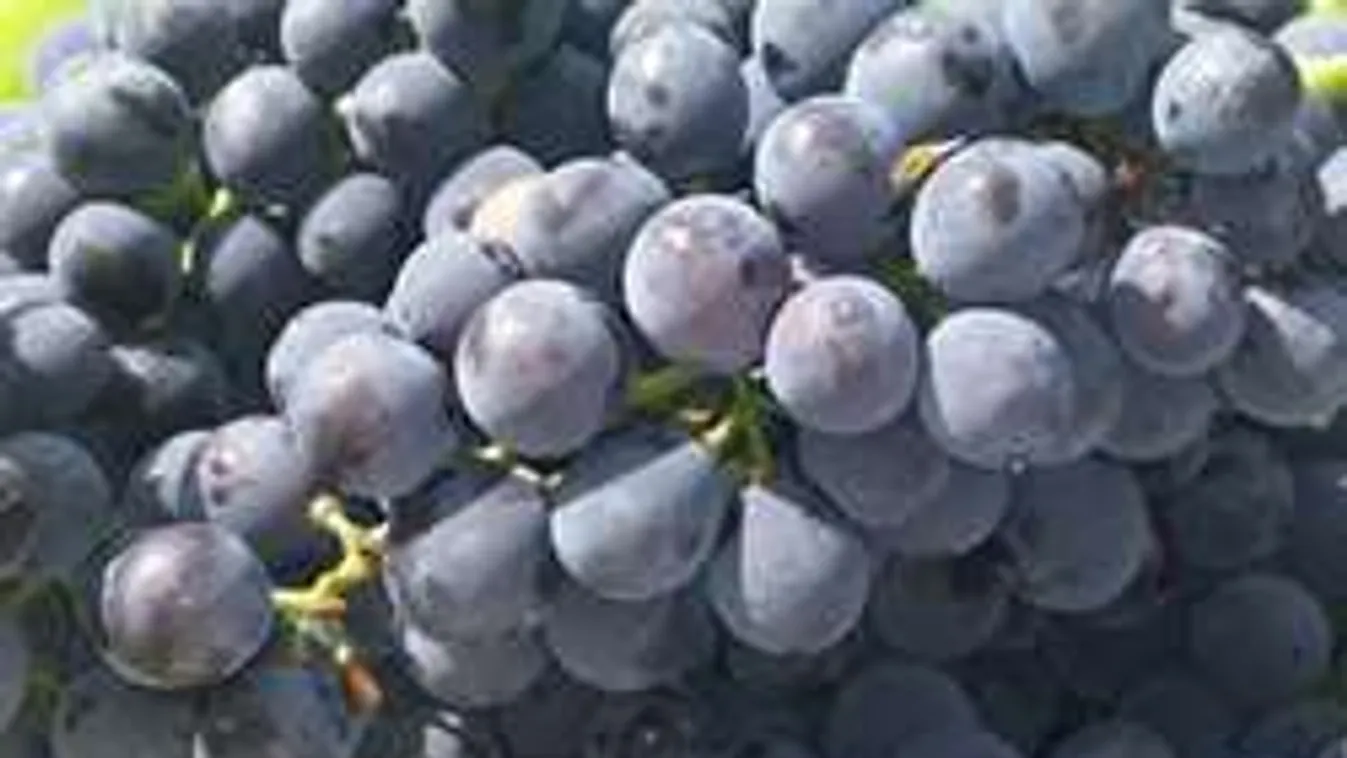 Szőlőből lekvár: Õszi csemege ínyenceknek!