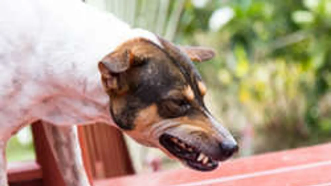 Macskákat ettek az éhező kutyák Polgárdiban