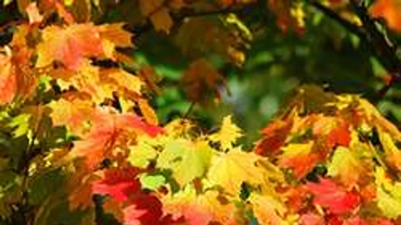 Október közepéig még ne számíts őszre!