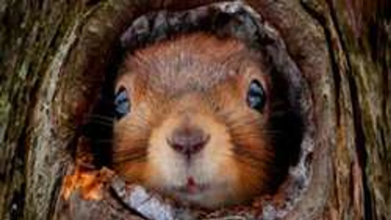 Könnyes búcsú: ezeket a csemegéket tünteti el a klímaváltozás