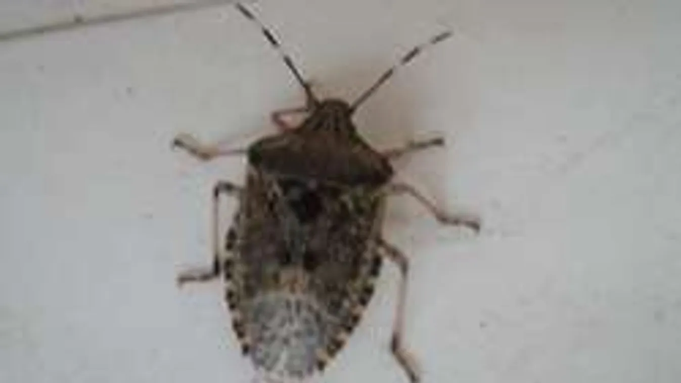 Ez a büdös állat kergeti őrületbe egész Budapestet