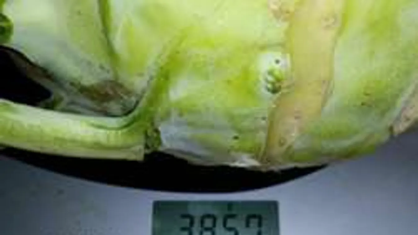 Karalábészörnyek nőnek a magyar háziasszony kertjében