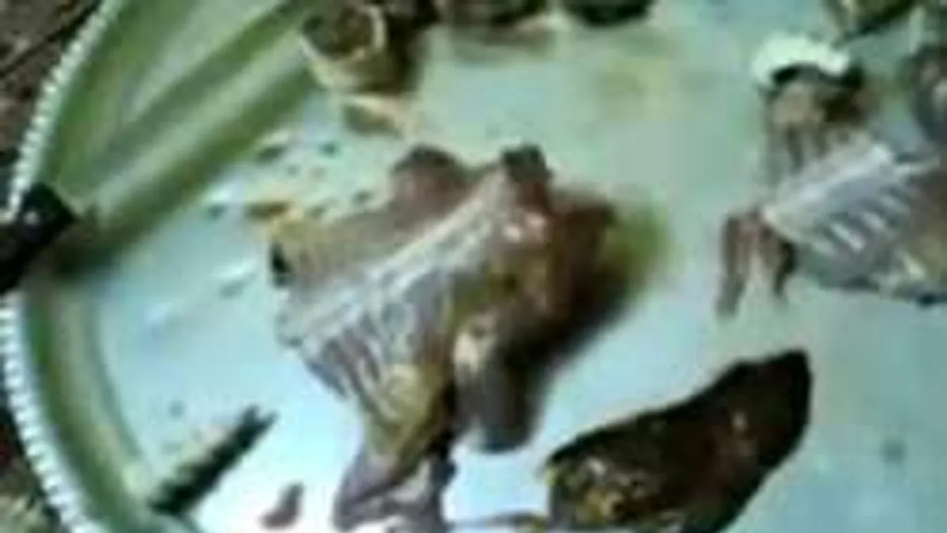 Sokkot kapott a szakács, amikor a bontott csirke elmászott előle - videó