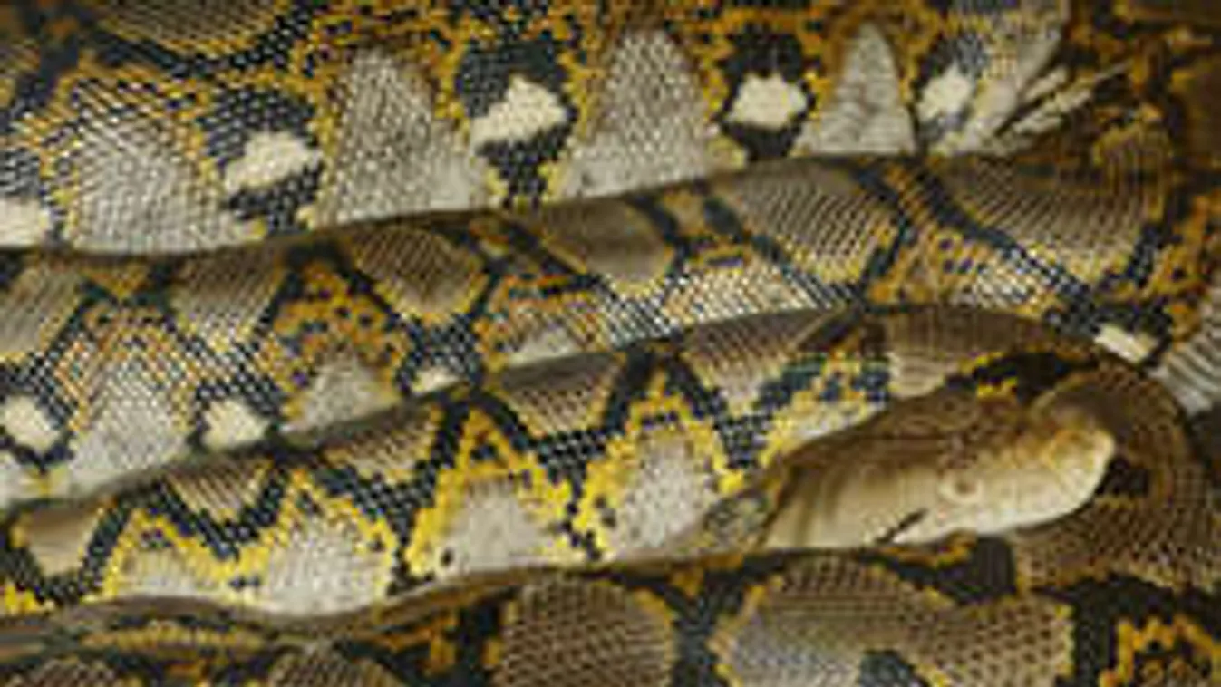 Ezért hülyeség kígyóval szelfizni