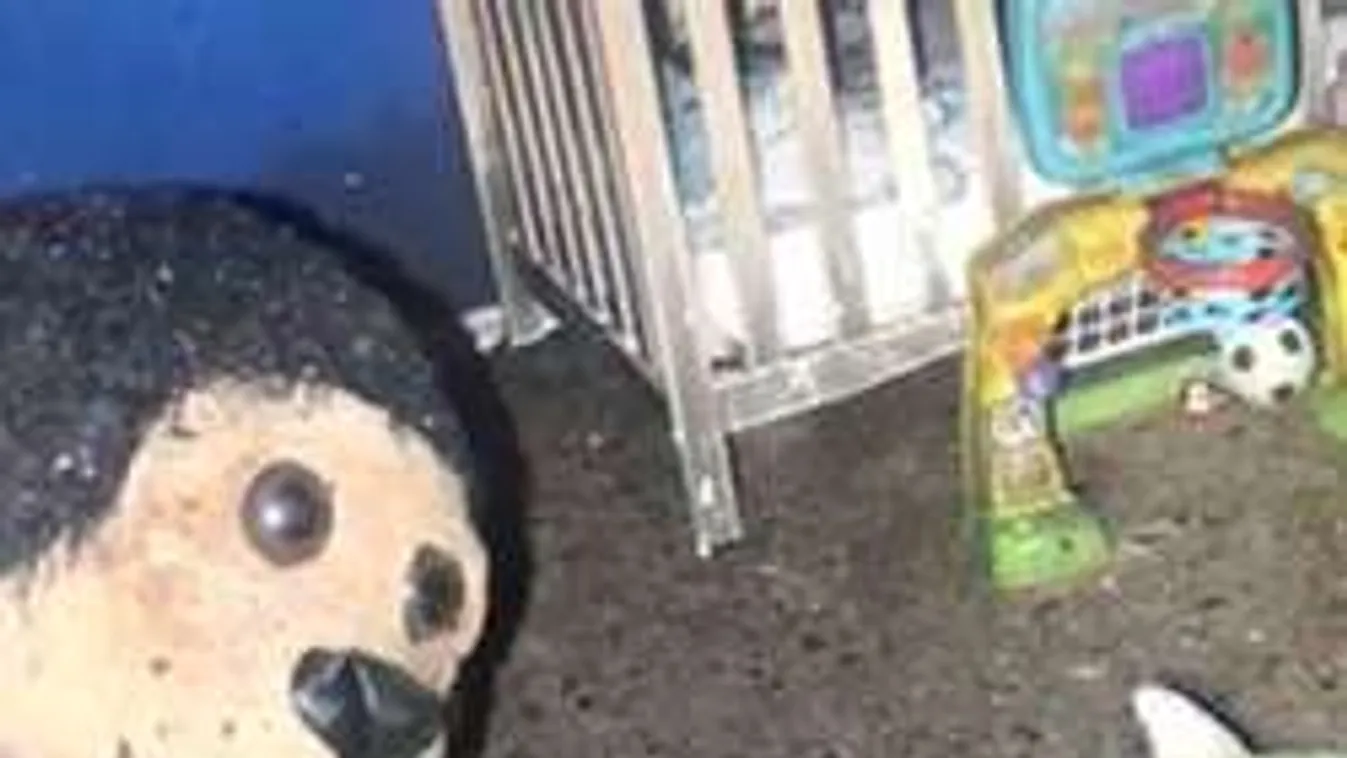 A drogot kimentette az égő házból, de gyerekét és kutyáját nem