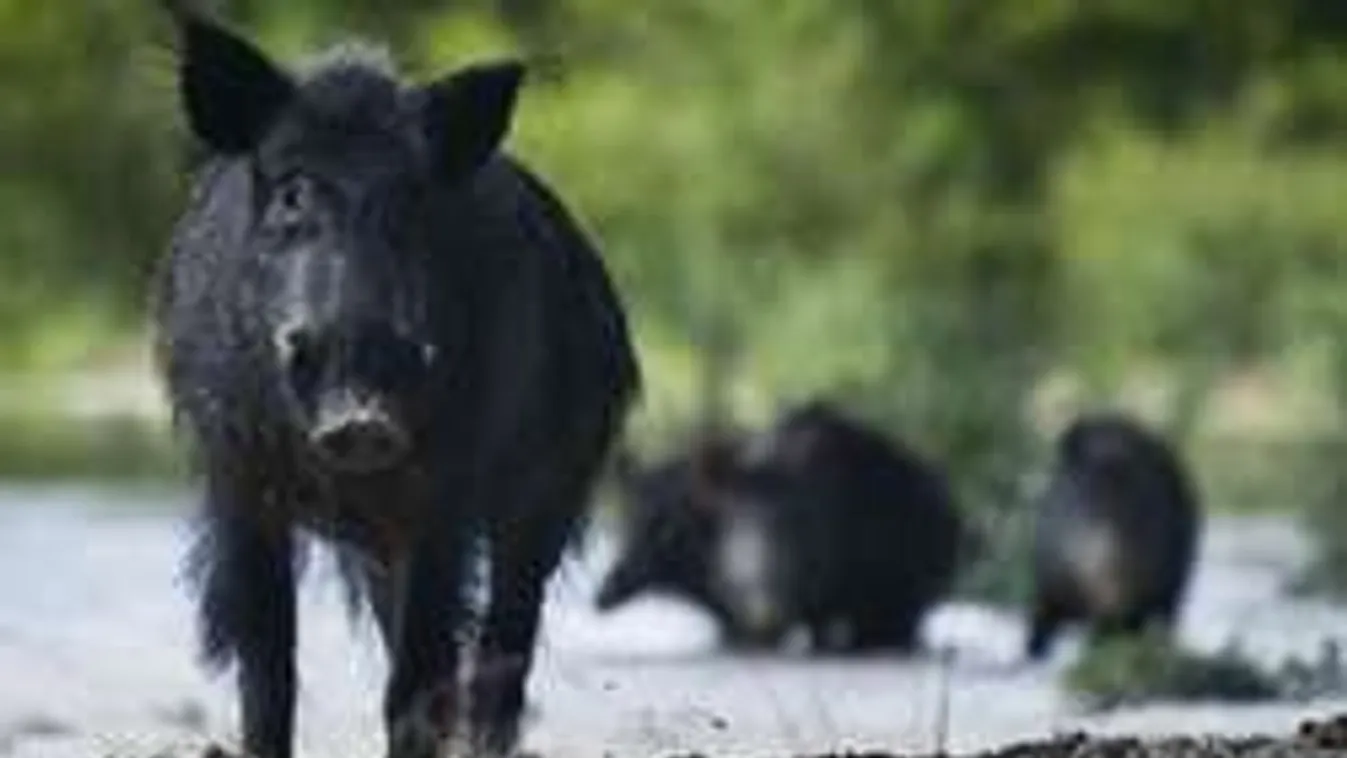 Vadászidény a panelek tövében