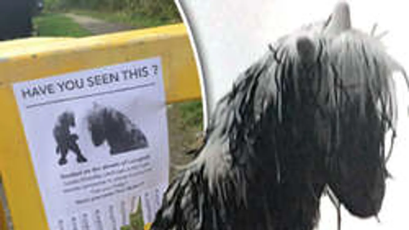 Mi lehet ez? Egy egész város keresi a bizarr lófejű lényt