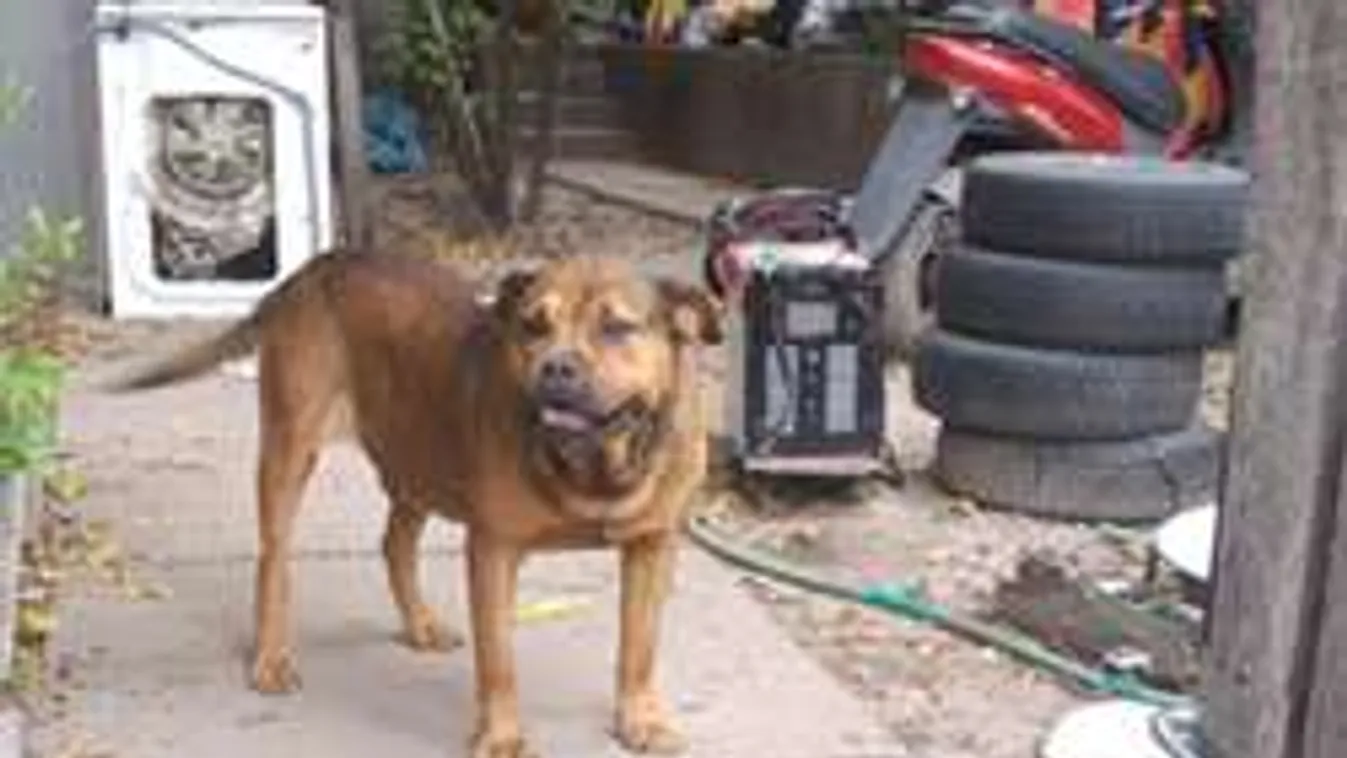 Rettegésben tartja a harci kutya a budapesti lakótelepet