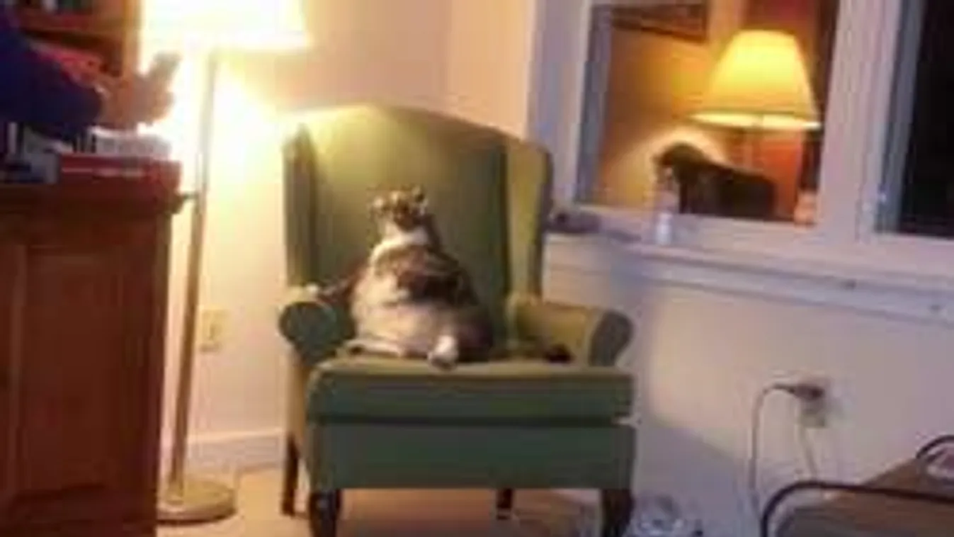 Imádja a net a világ legkövérebb macskáját