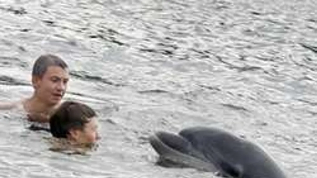 Gyerekekkel játszik az eltévedt delfin - videók!