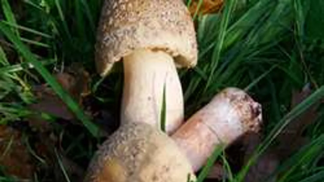 Szörnyű tévedés! Halálos ételt főzött férjének a nő