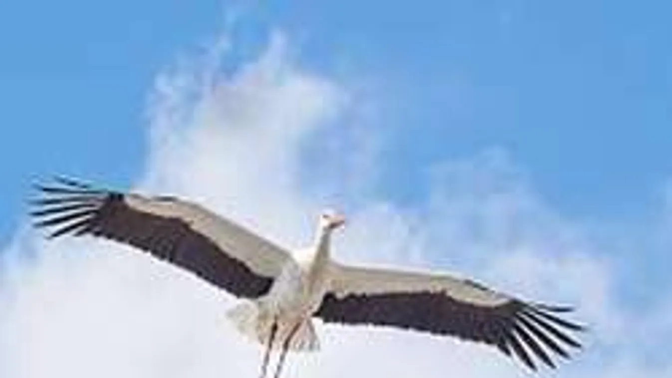 Garázda gólya tartja rettegésben a kisvárost!