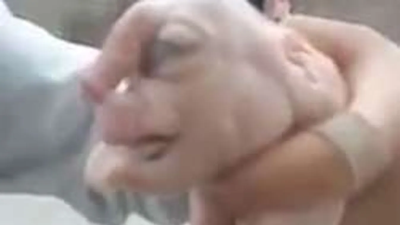 Fallosz lóg az emberarcú mutáns malac homlokáról