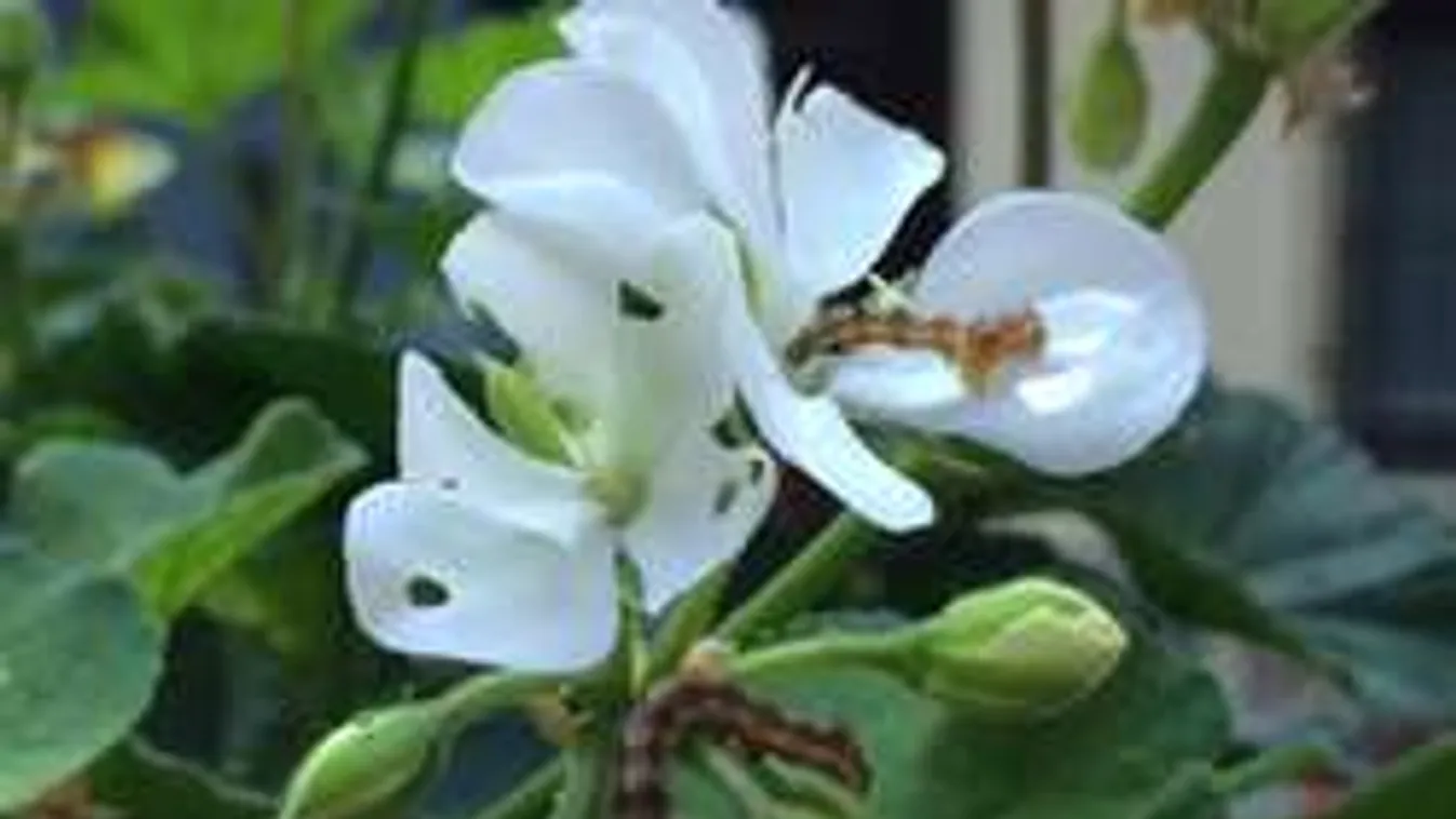 Õsszel támad a pusztító hernyó: kíméletlenül legyilkolja a muskátlit!