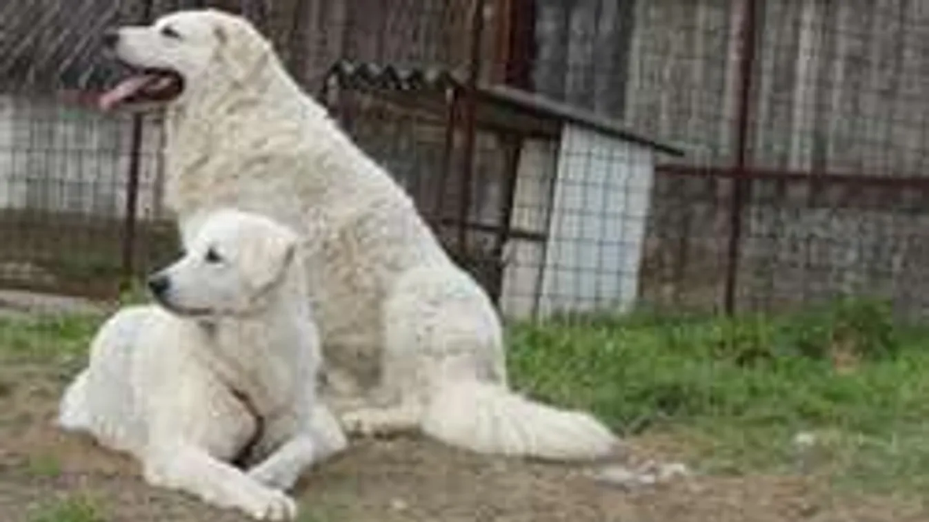 A kutyásoknak innentől szabad a vásár!