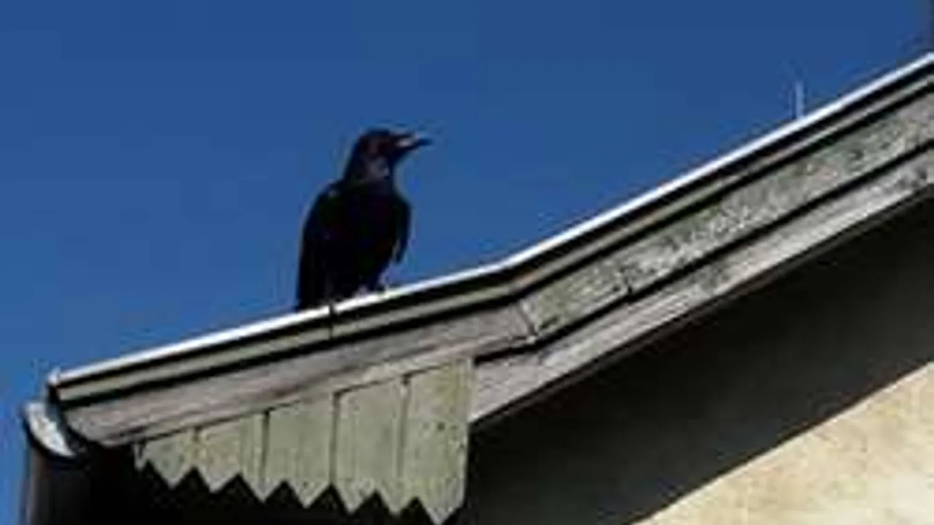 Holló tartja rettegésben a szegedieket