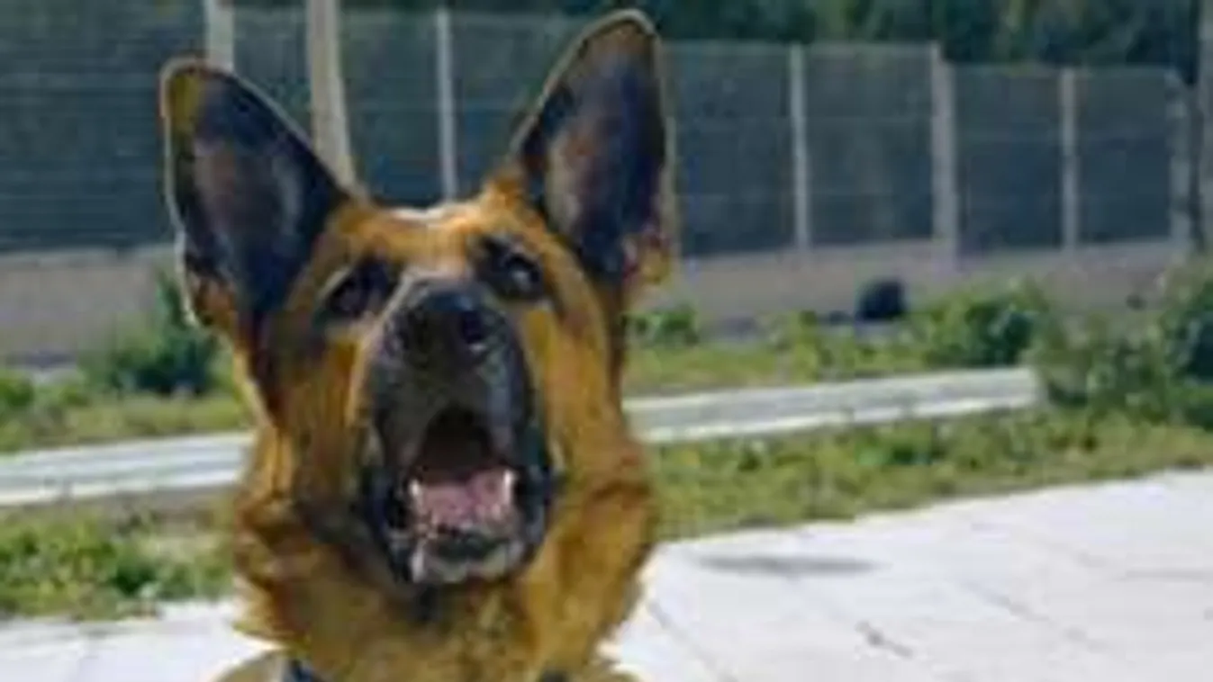 Kutyái ették meg az idős asszonyt