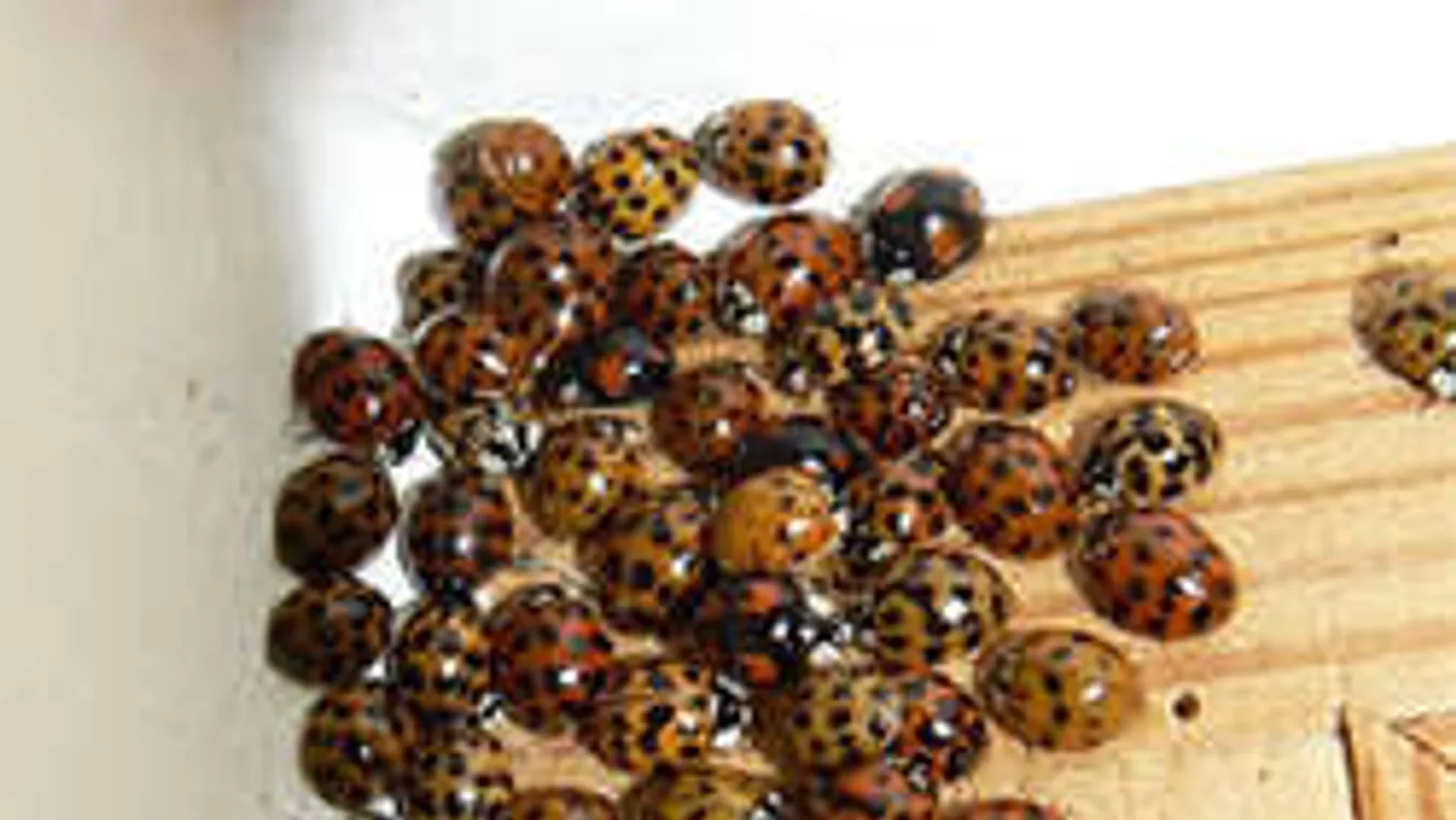 Budapesten támadnak a gyilkos katicák!