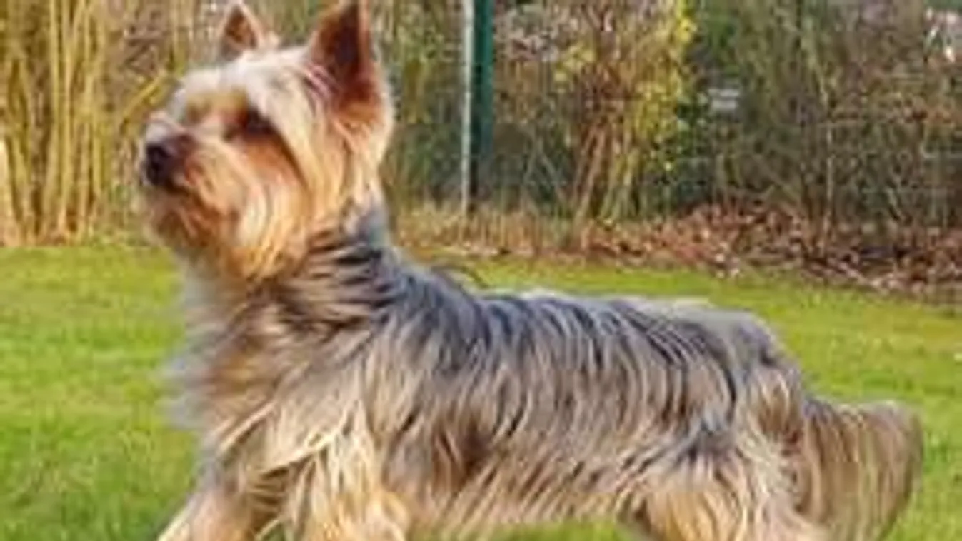 Szörnyű! Fésűvel végezte ki a kiskutyát a tatabányai kutyakozmetikus