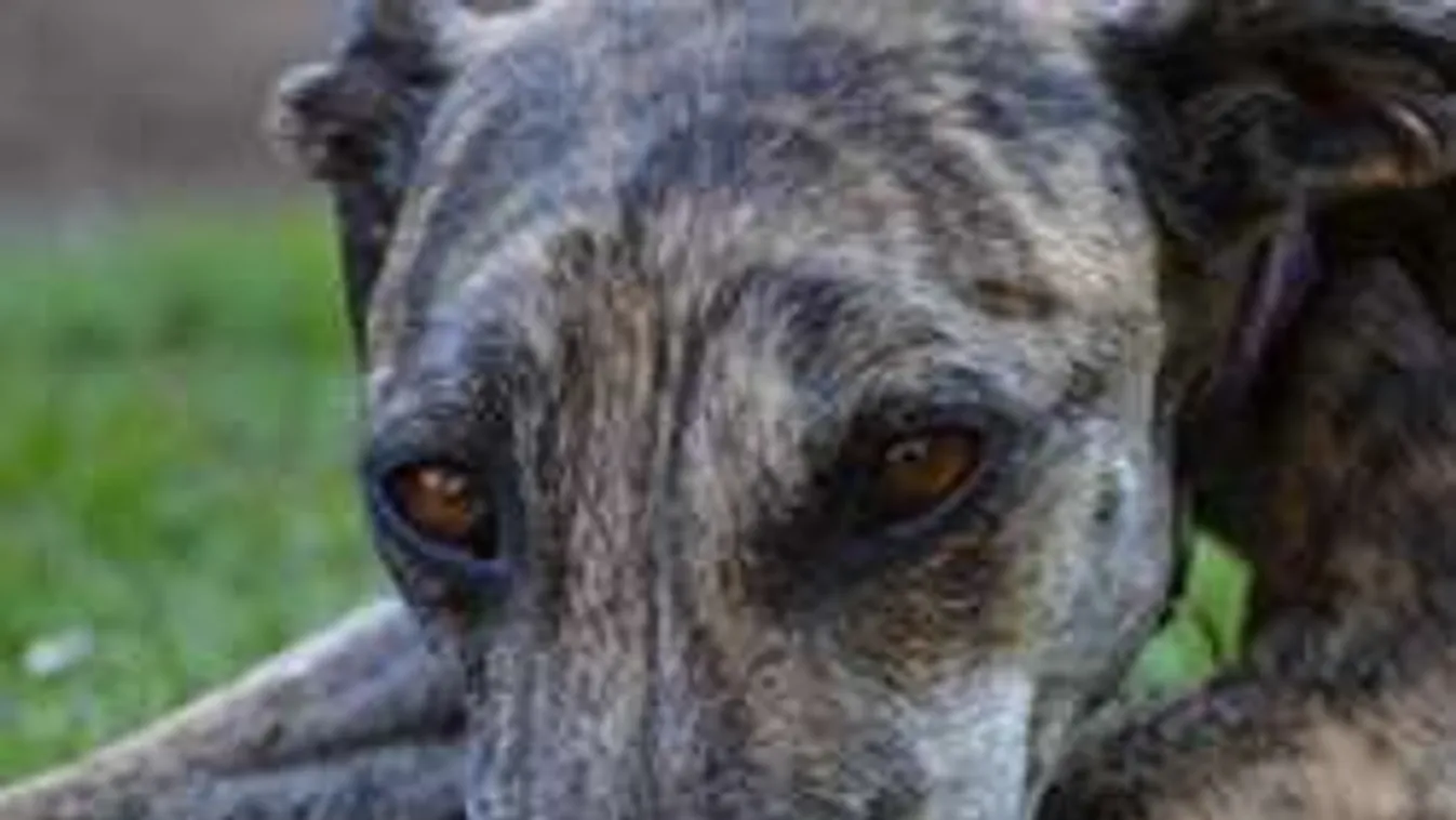 Sokkoló! Kutya végezte ki a csecsemőt