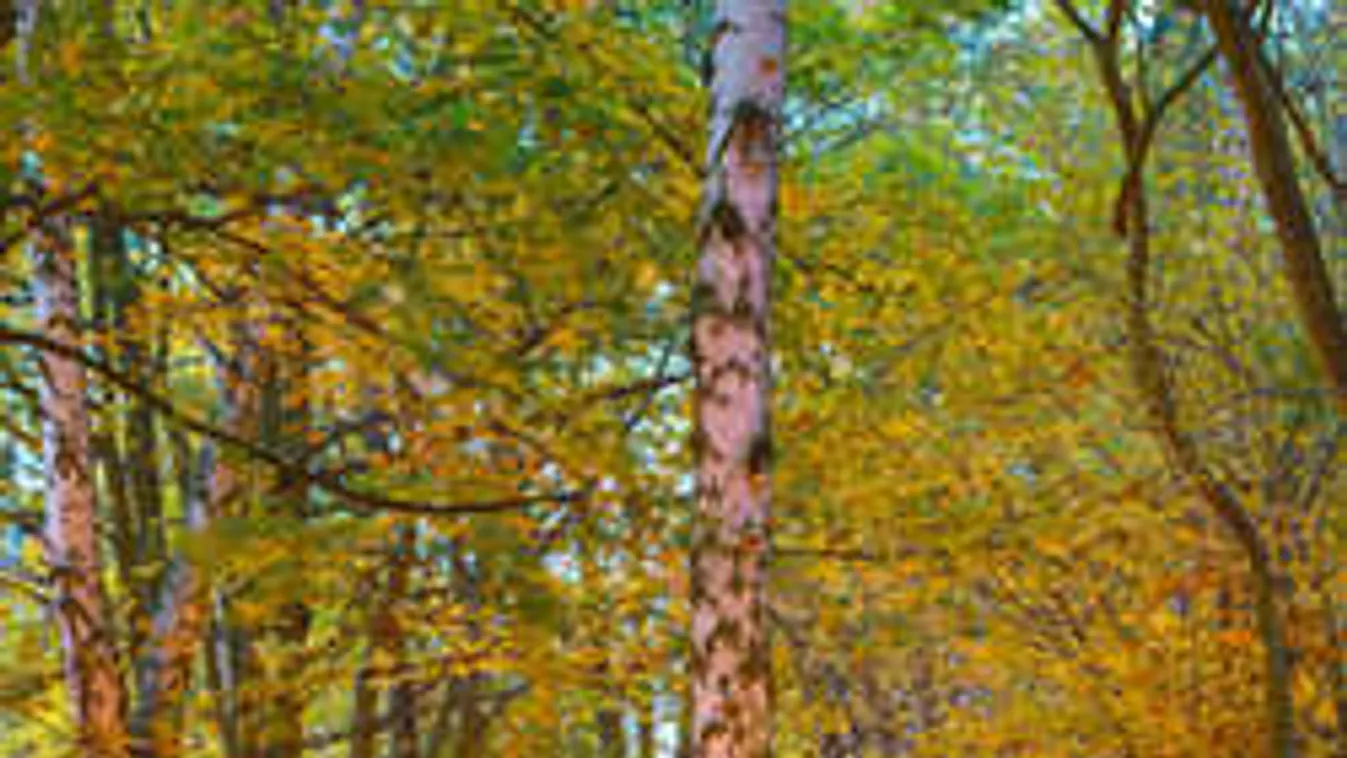 A legjobb ötletek, hogy szépen feldíszítsd szeretteid sírját