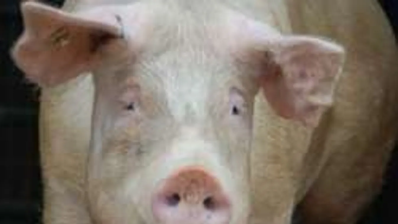 Ilyen nincs! Disznóvágás egy budapesti háztetőn