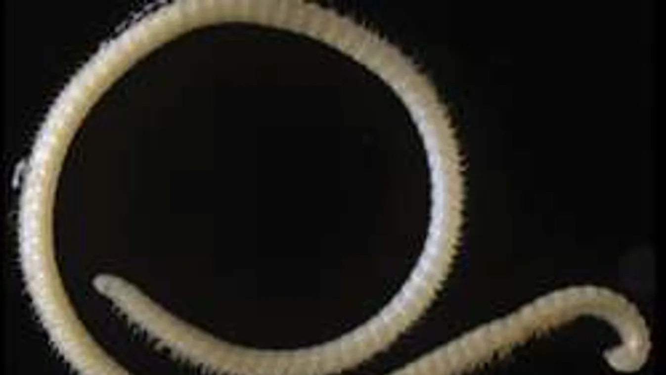 Négypéniszű állat tartja izgalomban a tudósokat