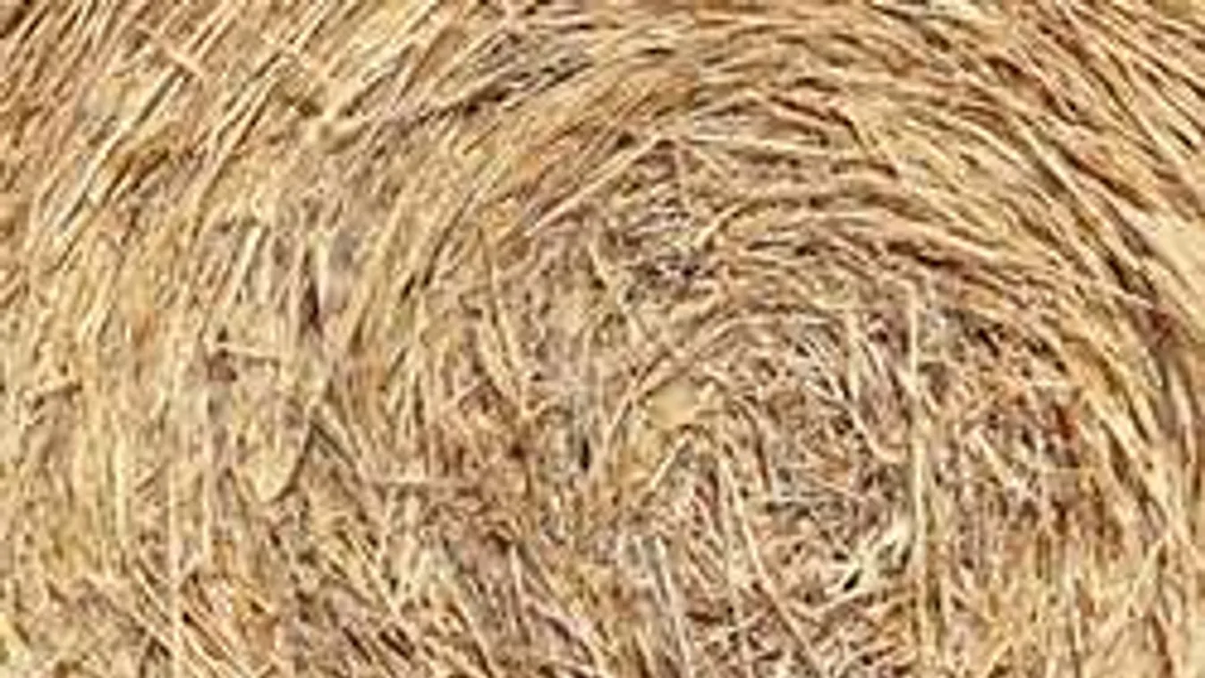 Mint egy horrorfilmben: csecsemő maradványait rejtette a szénaboglya