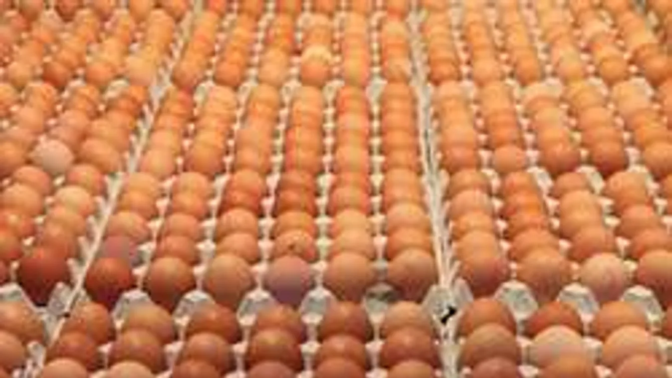 Vigyázz: 200 ezer tojásban lehet fertőzés!